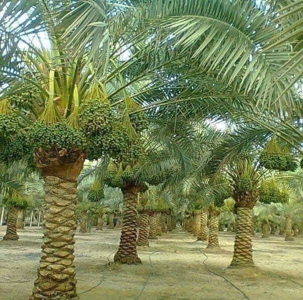 مكافحة الآفات الزراعية